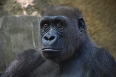 Gorilla