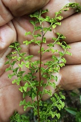 Lindsaea microphylla