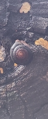 Monadenia infumata