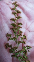 Lindsaea microphylla