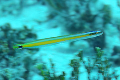 Gunnellichthys curiosus