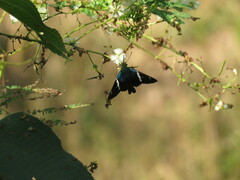Astraptes brevicauda