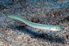 Gunnellichthys monostigma