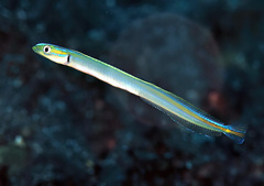 Gunnellichthys monostigma