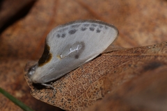 Cilix hispanica