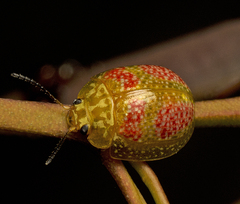Paropsisterna fastidiosa