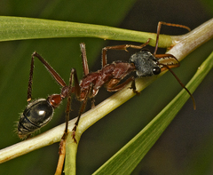 Myrmecia nigriceps