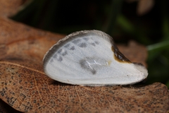 Cilix hispanica