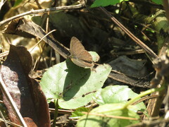 Nymphalidae