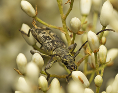 Pempsamacra dispersa