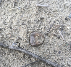 Disciseda subterranea