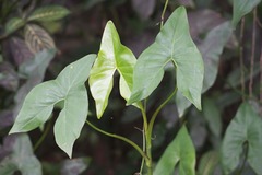 Montrichardia arborescens