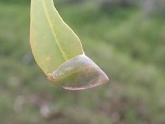 Cymbacha