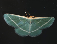 Mixocera latilineata