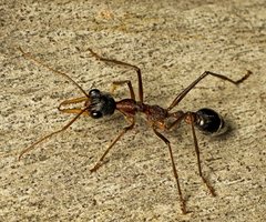 Myrmecia nigriceps