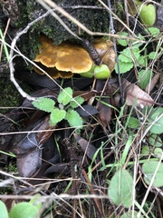 Omphalotus olivascens