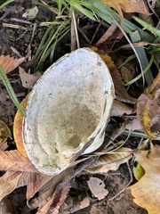 Unionidae