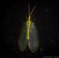 Norfolius howensis