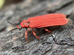 Dictyoptera simplicipes