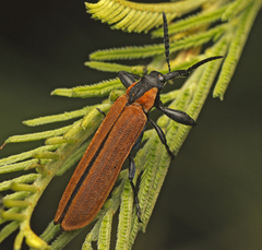 Rhinotia venusta