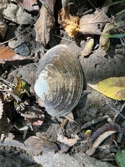 Unionidae