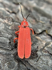 Dictyoptera simplicipes