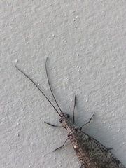 Archichauliodes diversus