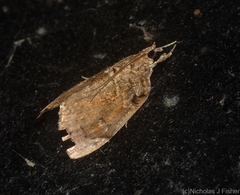Crocidolomia suffusalis