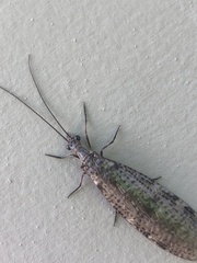 Archichauliodes diversus