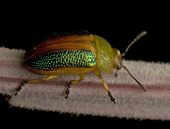 Calomela parilis