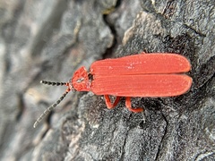 Dictyoptera simplicipes