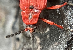 Dictyoptera simplicipes