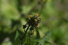 Youngia