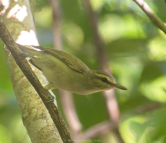 Vireo magister