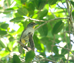 Piranga roseogularis