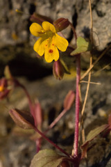 Erythranthe alsinoides