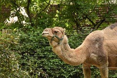 Camelus