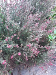 Leptospermum scoparium