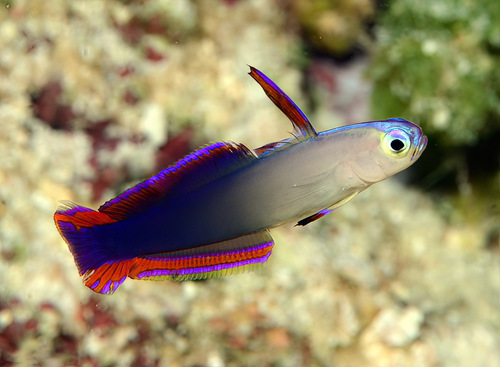 Decorated firefish (Nemateleotris decora) — Microdesmidae