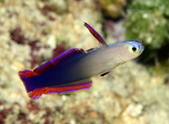 Nemateleotris decora