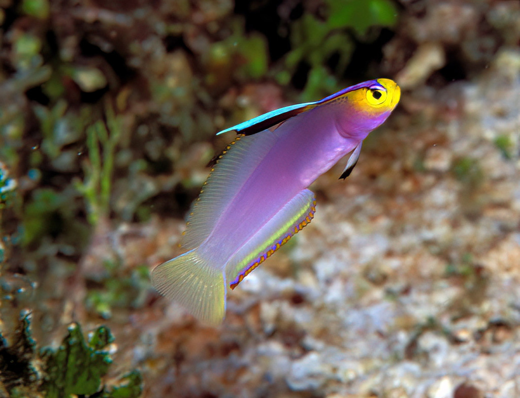 Lavender-Blushed Dartfish