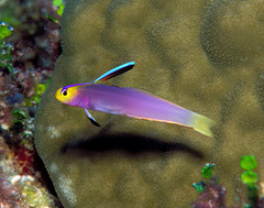 Nemateleotris helfrichi