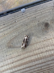 Spodoptera ornithogalli