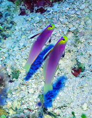 Nemateleotris helfrichi