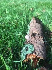 Mycena purpureofusca