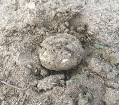 Disciseda subterranea