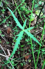Hydrocotyle geraniifolia