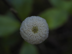 Craspedia uniflora