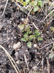 Erodium cicutarium
