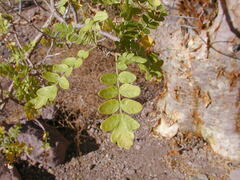 Pachycormus discolor